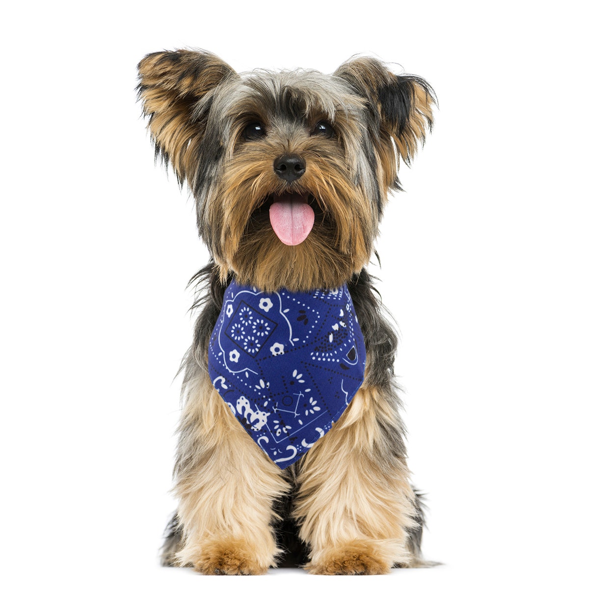 Yorkie Yorkshire Terrier Dog Costume Face Mask - Off the Wall Toys